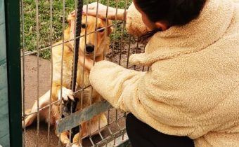 Pomôžte nám: Zbierame deky, konzervy a granule pre mrznúce a zmoknuté psíky