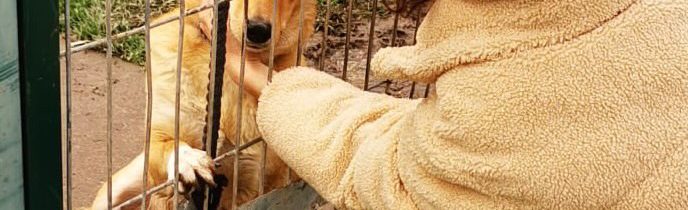 Pomôžte nám: Zbierame deky, konzervy a granule pre mrznúce a zmoknuté psíky